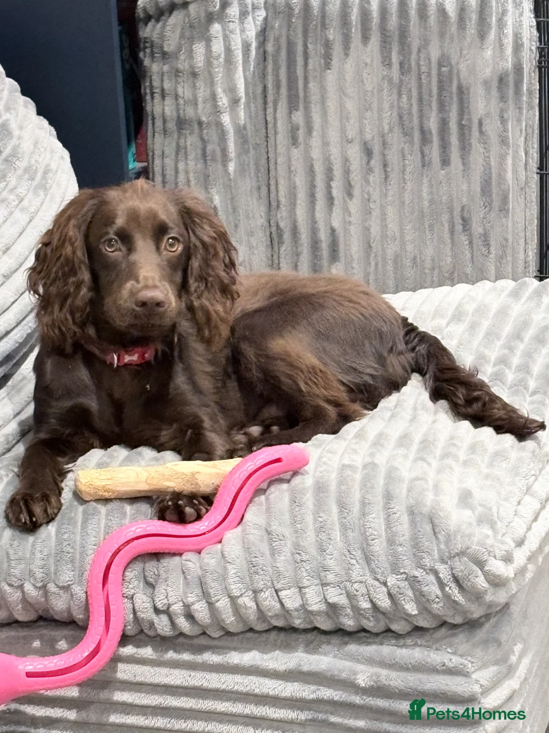 Cocker Spaniel dogs for sale: Cocker spaniel 7 month old PUP for rehome in Harrogate - Advert 2