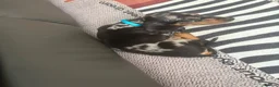 Dachshund dogs for sale: Dapple dachshund pup - Advert 10