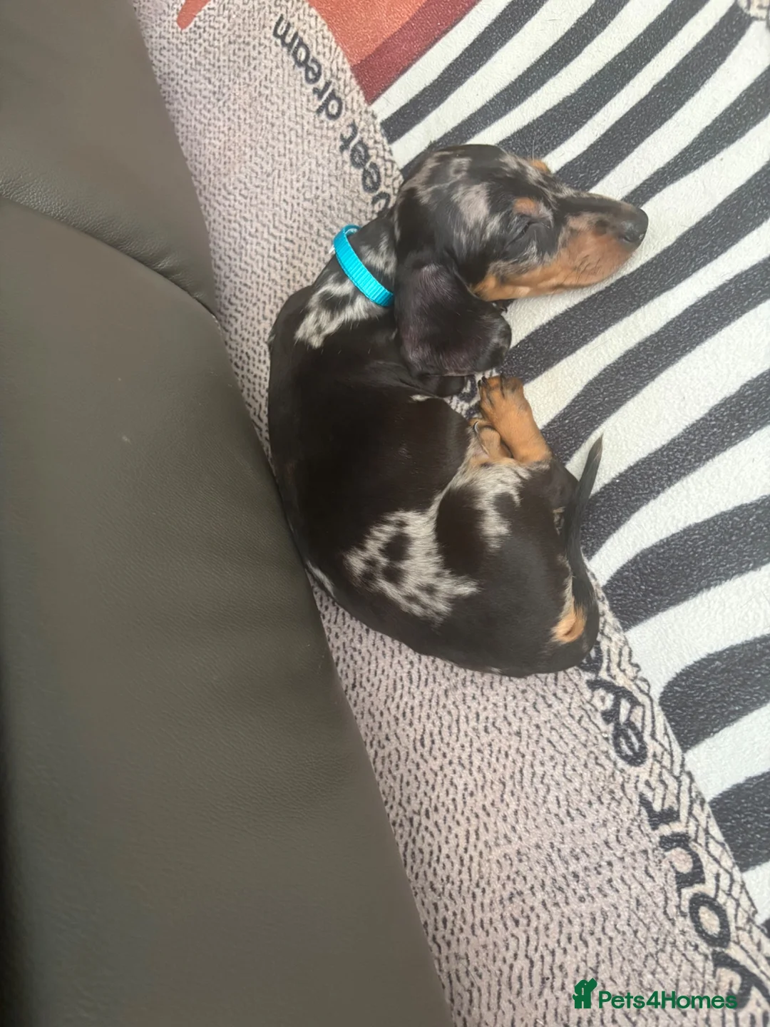 Dachshund dogs for sale: Dapple dachshund pup - Advert 10