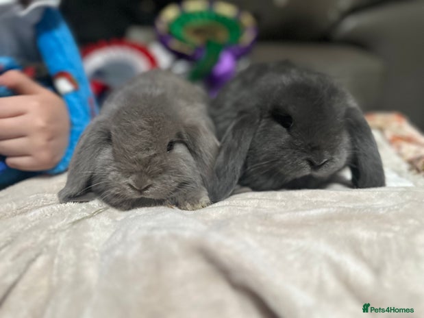 French Lop rabbits - Advert 1