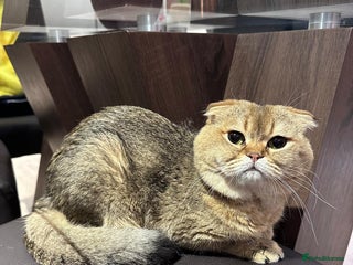 Scottish Fold cats in Hornchurch - Advert 25