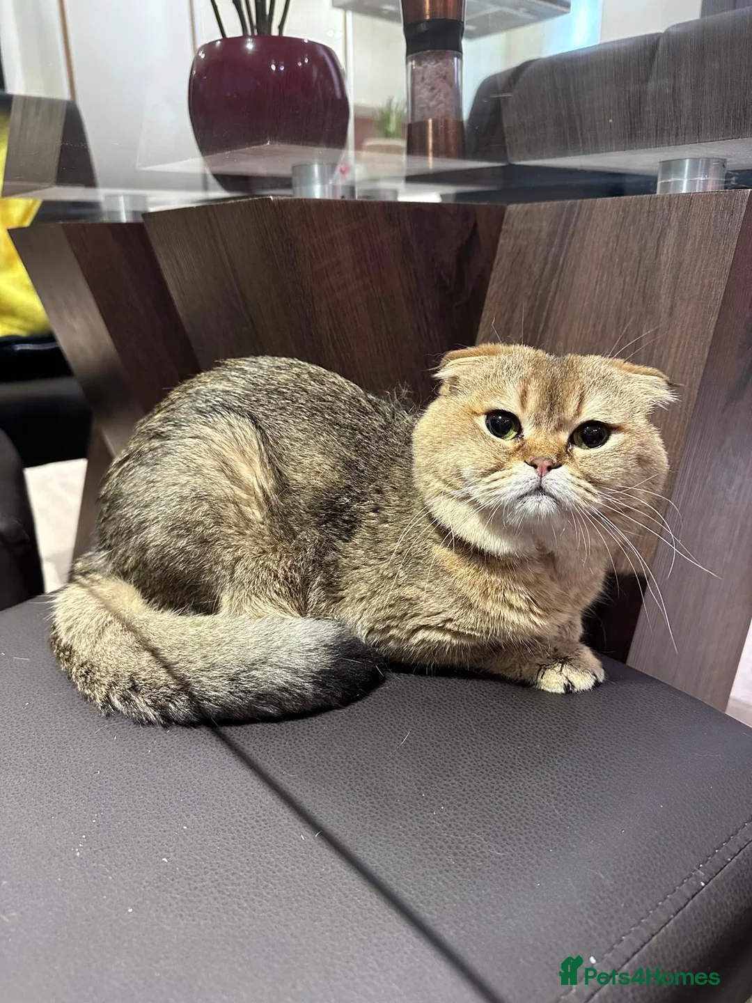 Scottish Fold cats for stud: Scottish fold, black golden ticket tabby  in Hornchurch - Advert 1