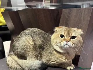 Scottish Fold cats Scottish fold, black golden ticket tabby in Hornchurch - Advert 1