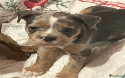 Old Tyme Bulldog dogs for sale: Old Tyme Bull Dog Puppies ( 8 weeks old) - Advert 3