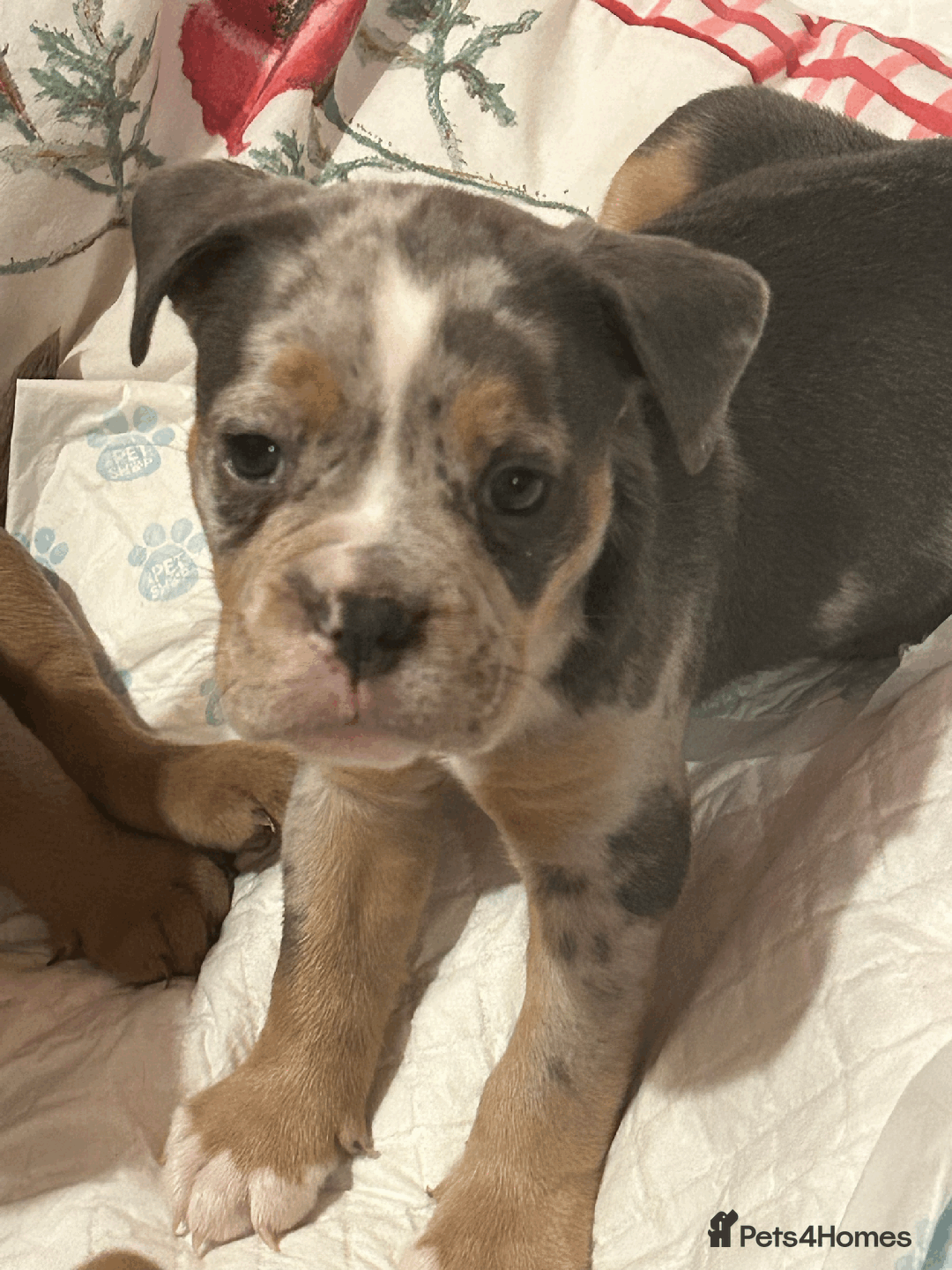 Old Tyme Bulldog dogs for sale: Old Tyme Bull Dog Puppies ( 8 weeks old) - Advert 3