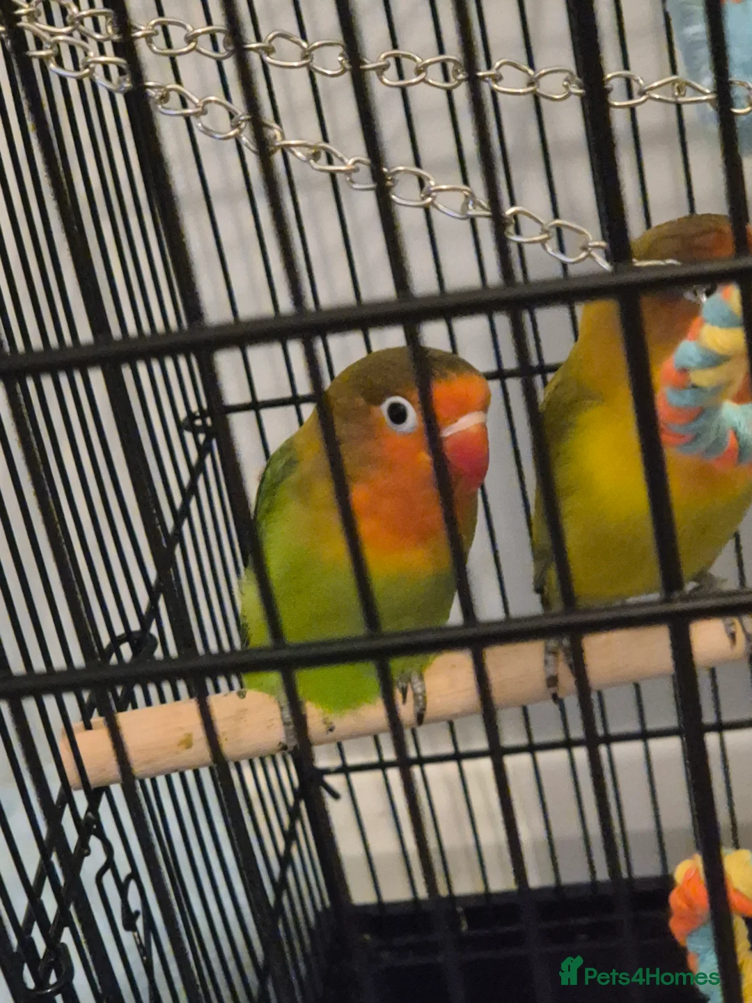 Lovebirds birds for sale: Lovebirds - Advert 4