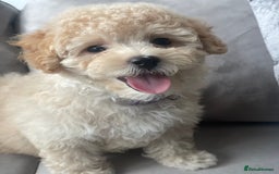 Poochon dogs for sale: Stunning litter - Image 30