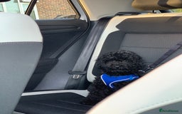 Toy Poodle dogs for sale: Toy poodle looking for a loving home - Image 5