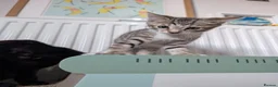 Mixed Breed cats for sale: Bengal mix kittens - Advert 6