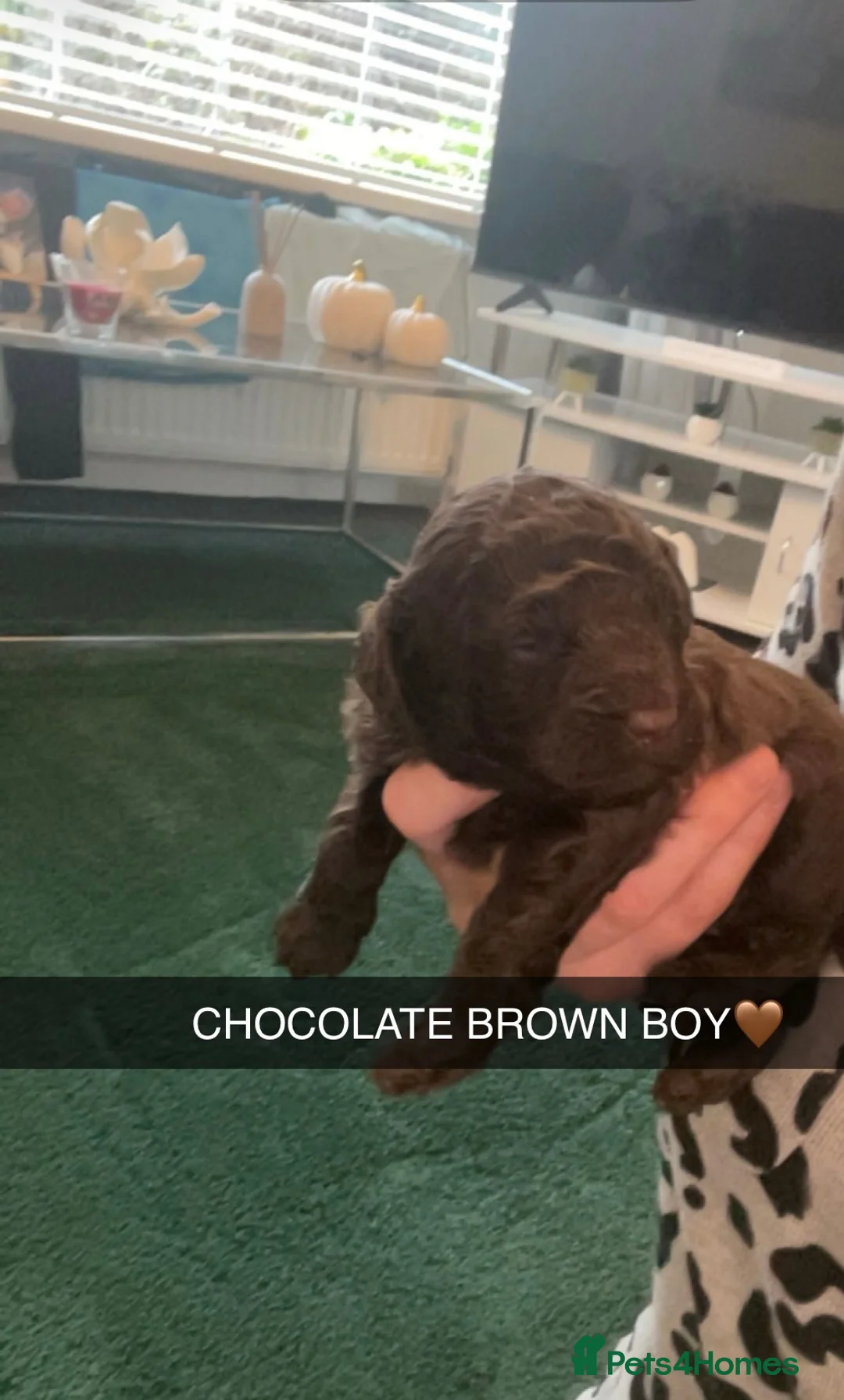 Toy Poodle dogs for sale: Toy poodle puppies  in Ashington - Advert 2
