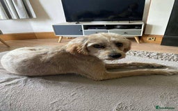 Mixed Breed dogs for adoption: Meet Charlie, currently residing in Aberdeen - Advert 9