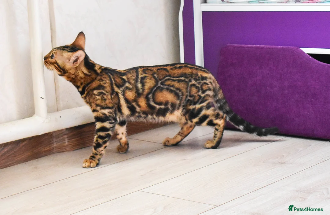 Bengal cats for sale: Import Bloodline Snow & Brown Clouded Bengals in Nelson - Advert 2