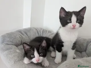 Mixed Breed cats Kittens - Advert 6