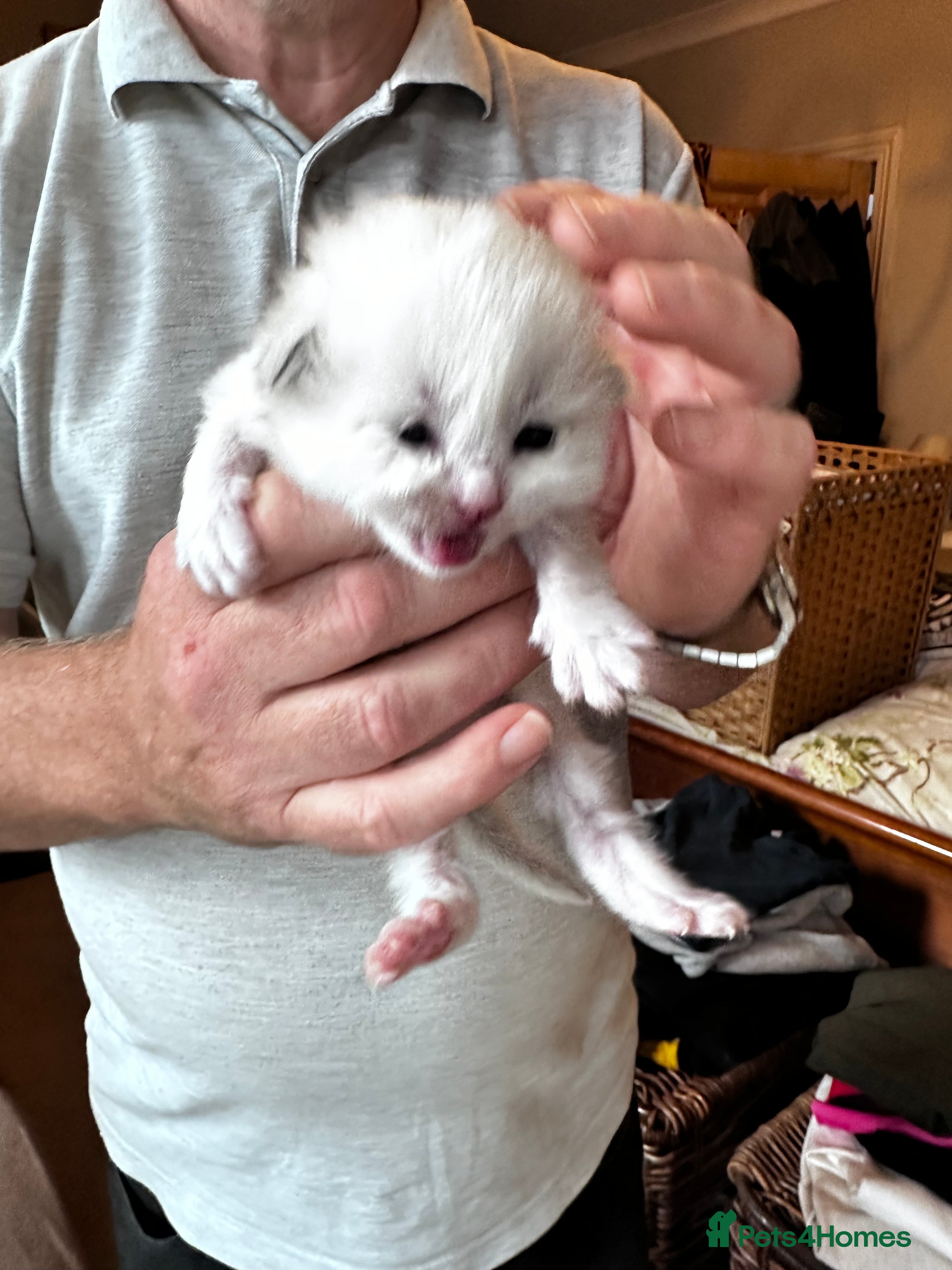 Ragdoll cats Champion line TICA registered Ragdoll kittens  - Advert 2
