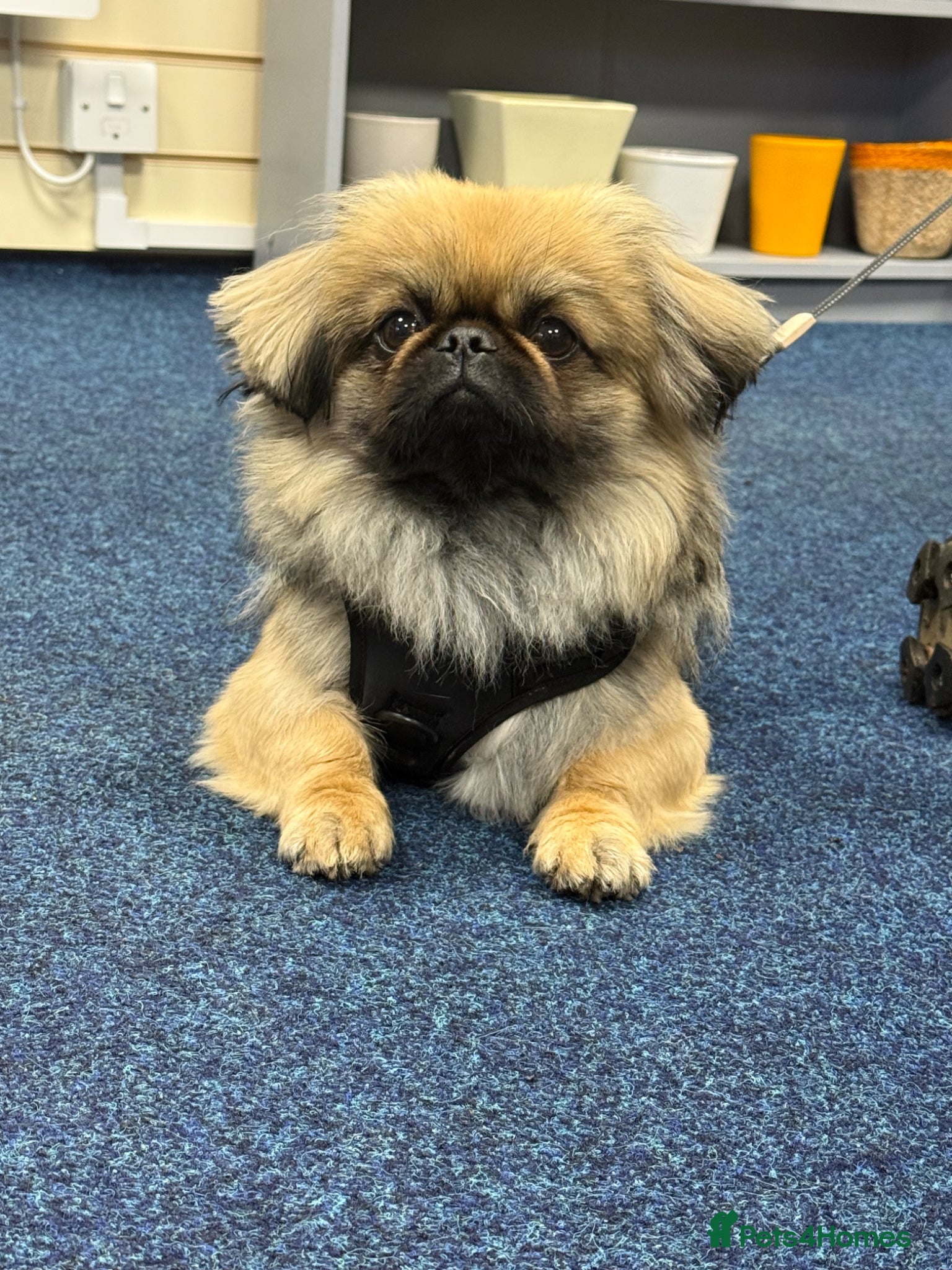 Pekingese dogs for sale: Ted is 17 months - Advert 1