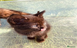 Mixed Breed cats for sale: Semi Longhaired Kittens - Image 3