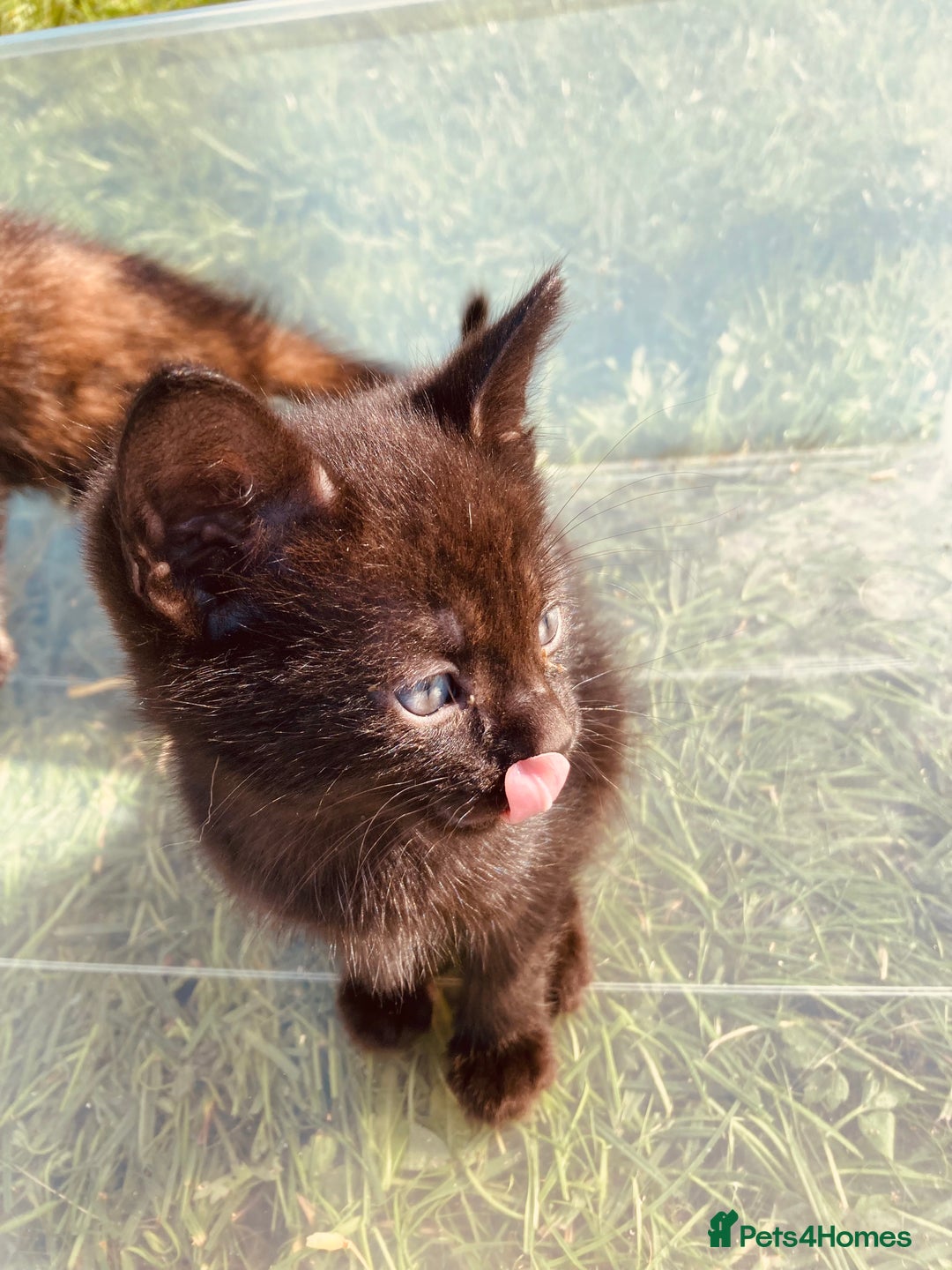 Mixed Breed cats for sale: Semi Longhaired Kittens - Image 3