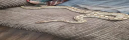Python Snake reptiles for sale: Ball python  in Buxton - Advert 4