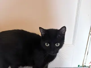 Mixed Breed cats Black and white kittens - Advert 1