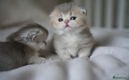 Scottish Fold cats for sale: Scottish fold - Image 1