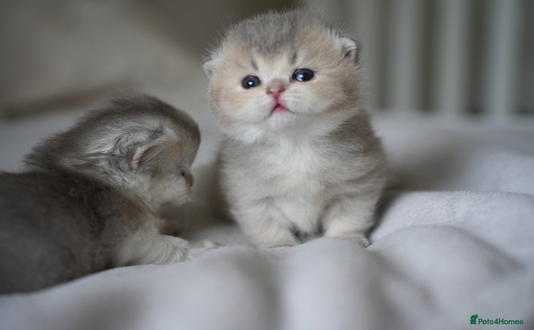 Scottish Fold cats - Advert 5