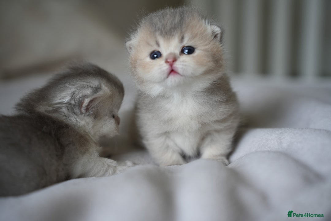 Scottish Fold cats for sale: Scottish fold - Image 1