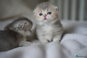 Scottish Fold cats - Advert 9