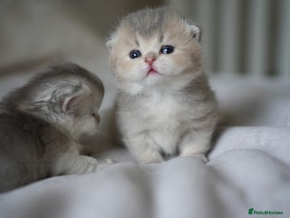 Scottish Fold cats - Advert 5