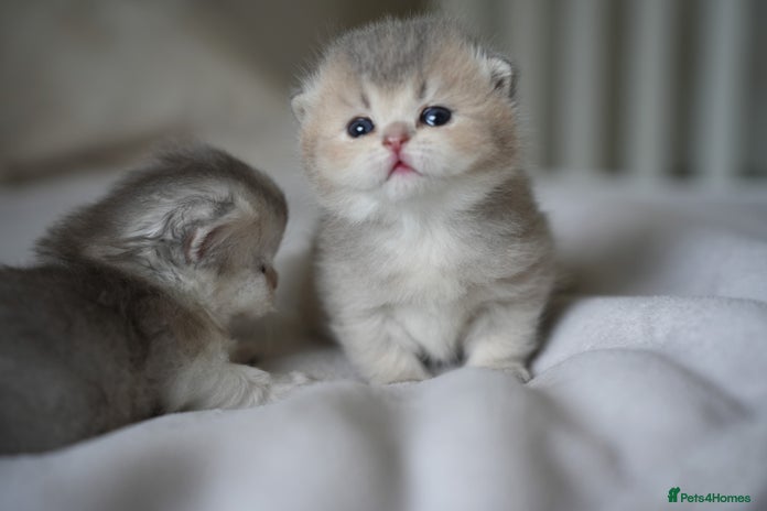 Scottish Fold cats - Advert 1