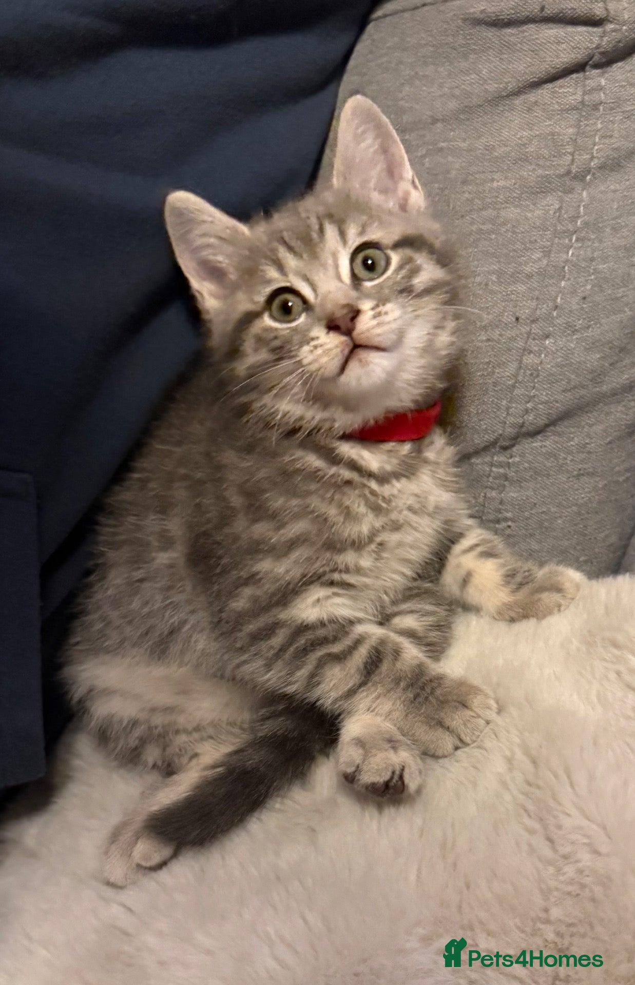 British Shorthair cats for sale: 🐾 5 Beautiful Kittens – British Shorthair Mum  - Advert 23