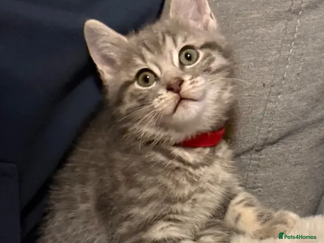 British Shorthair cats for sale: 🐾 5 Beautiful Kittens – British Shorthair Mum - Advert 23