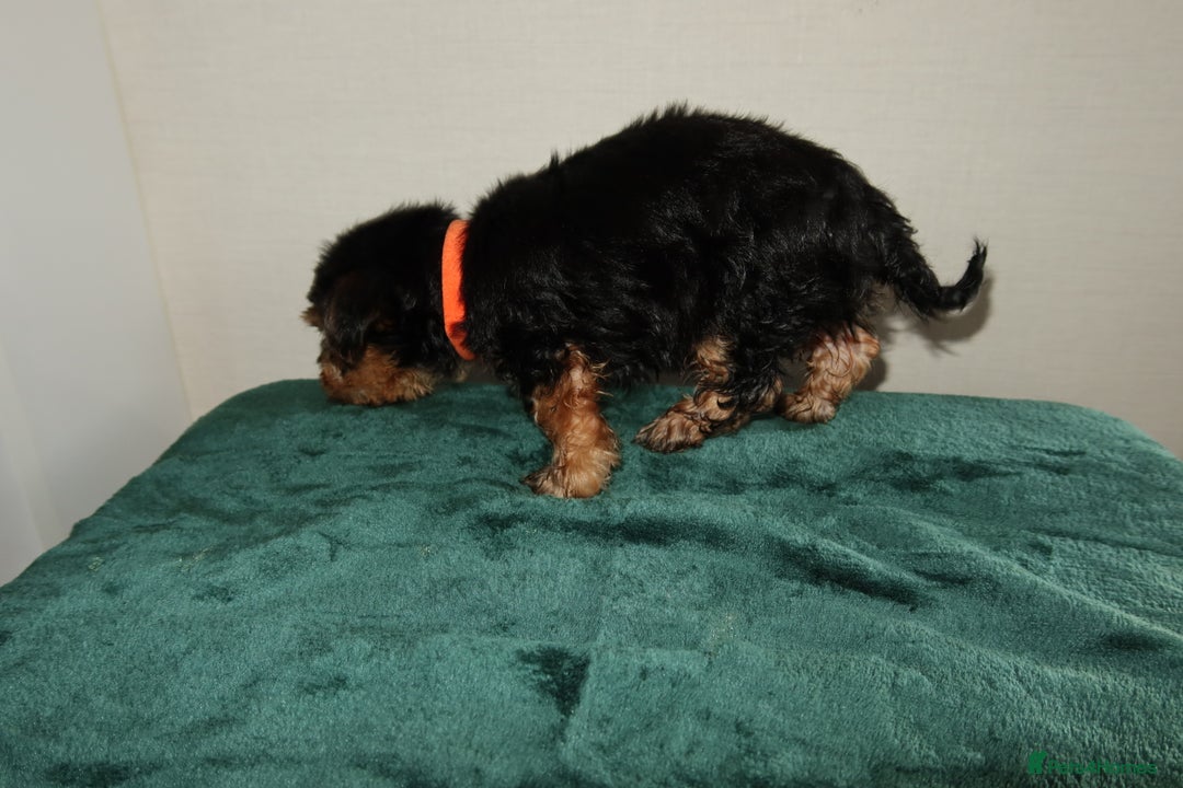 Yorkshire Terrier dogs for sale: Yorkshire terrier puppy’s 🐶  - Advert 19