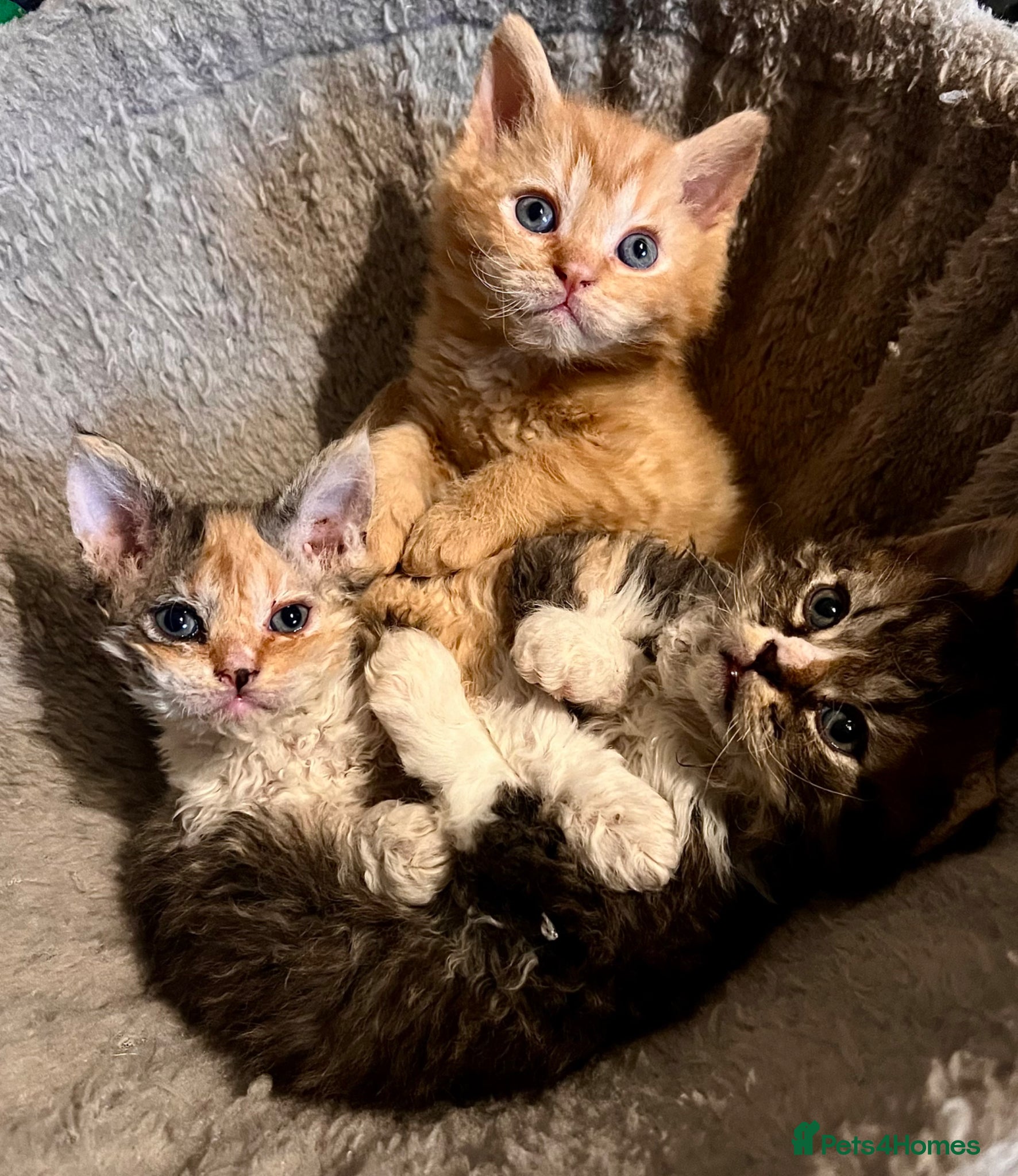 Selkirk Rex cats Beautiful Selkirk rex kitten  - Advert 1