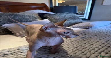 Sphynx cats - Advert 10