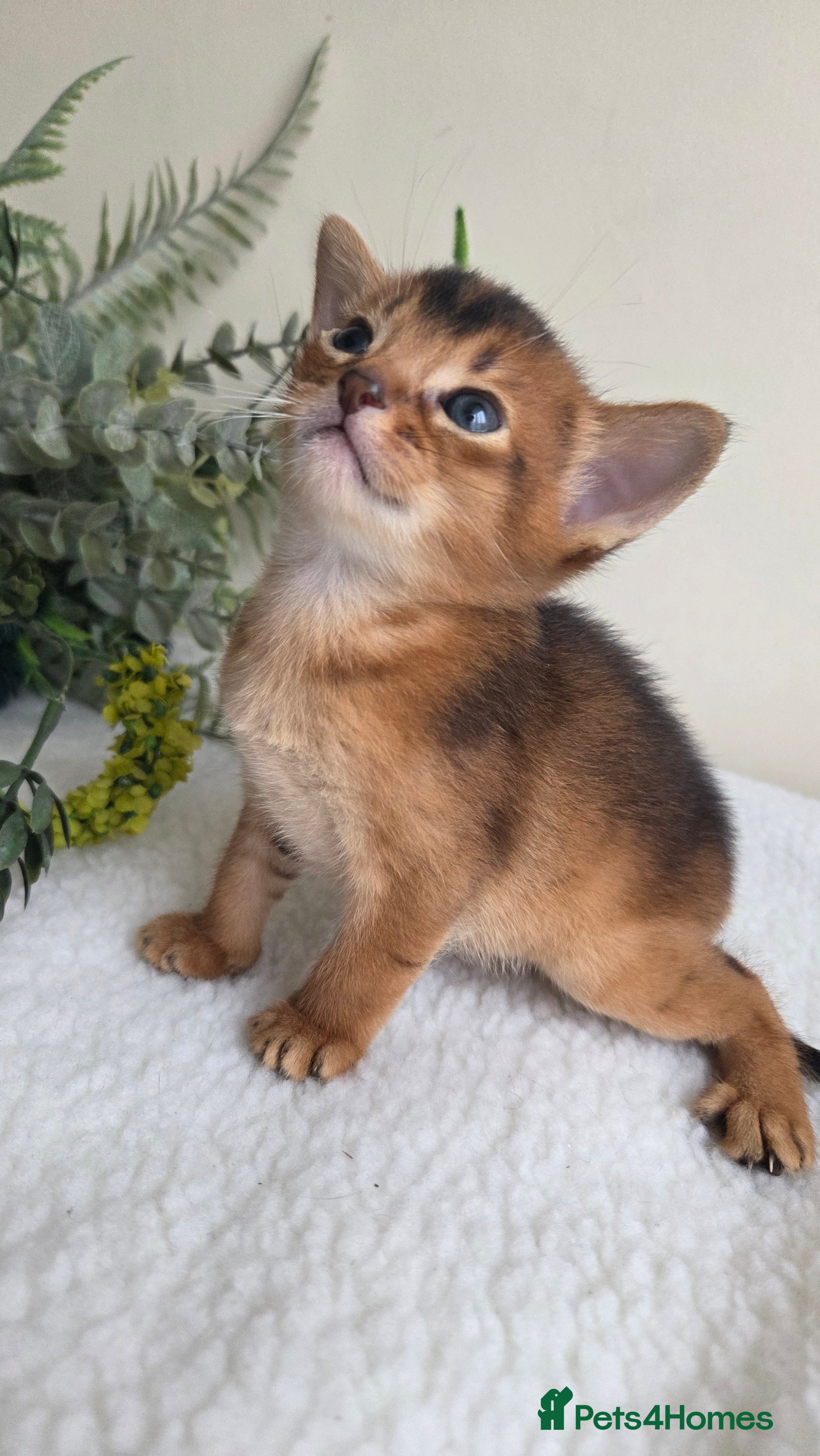 Abyssinian cats TICA-registered Abyssinian kittens - Advert 1