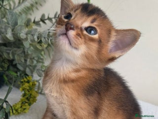 Abyssinian cats TICA-registered Abyssinian kittens - Advert 1