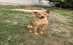 Mixed Breed dogs for adoption: 💙🐶 ARCHIE AND ARNY🐶💙 - Image 28