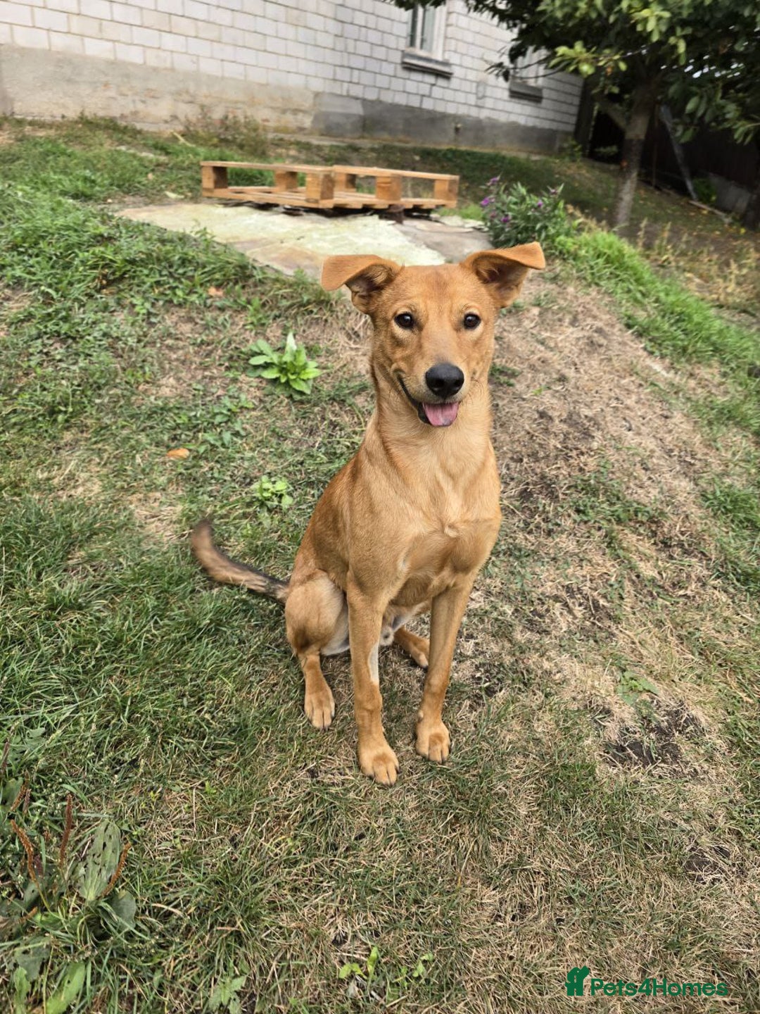 Mixed Breed dogs for adoption: 💙🐶 ARCHIE AND ARNY🐶💙 - Image 28