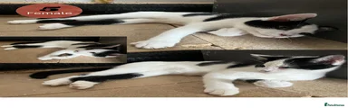 Domestic Shorthair 5