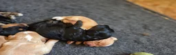 Cockapoo dogs for sale: Beautiful Betty has 5 gorgeous cockapoo puppies in Heathfield - Advert 2