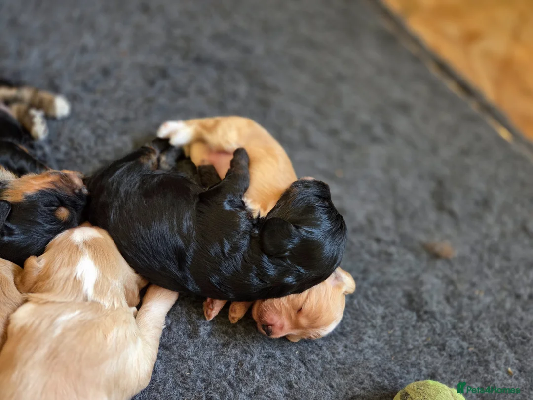 Cockapoo dogs for sale: Beautiful Betty has 5 gorgeous cockapoo puppies in Heathfield - Advert 2