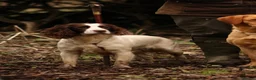 Sprocker dogs for sale: F1 Sprocker Puppies - Working or Active Pet Homes - Advert 2