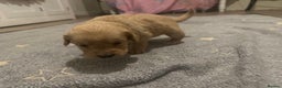 Mixed Breed dogs for sale: Golden Cocker Retriever Puppies  - Advert 21