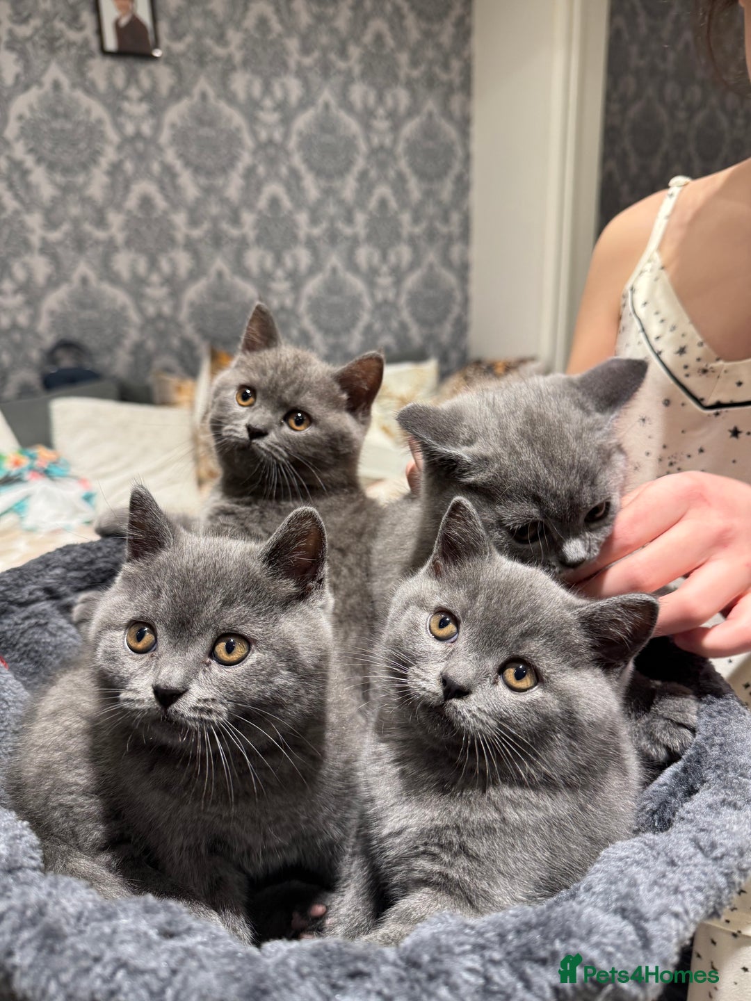 British Shorthair cats for sale: British Shorthair kittens - Advert 2