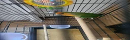 Lovebirds birds for sale: Single Female Lovebird in London - Advert 6