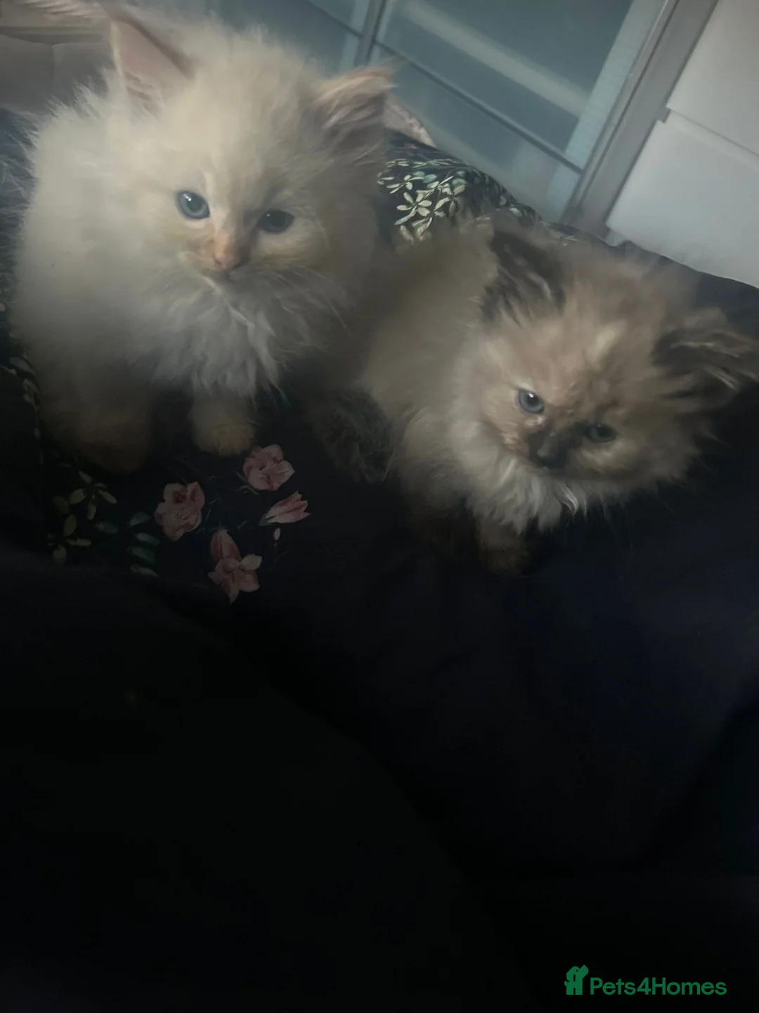Mixed Breed cats for sale: Kittens for sale  - Advert 18