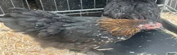 Mixed Breed livestock for sale: Point of lay Pekin hens for sale - read full first - Advert 16
