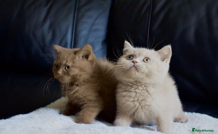 British Shorthair cats - Advert 7