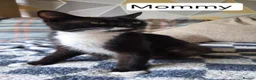 Mixed Breed cats for sale: Kittens - Advert 2