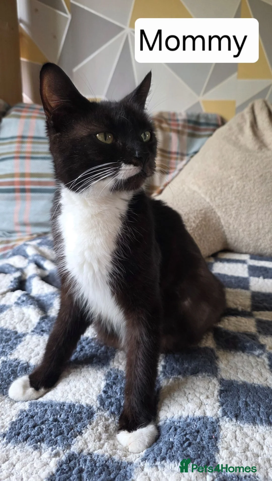 Mixed Breed cats for sale: Kittens - Advert 2